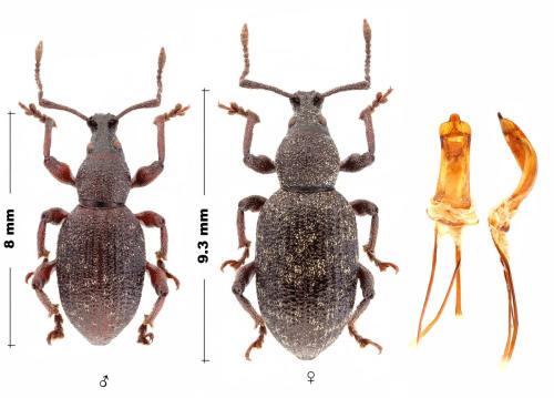 Réf. 318 182 : Otiorhynchus vestitus
